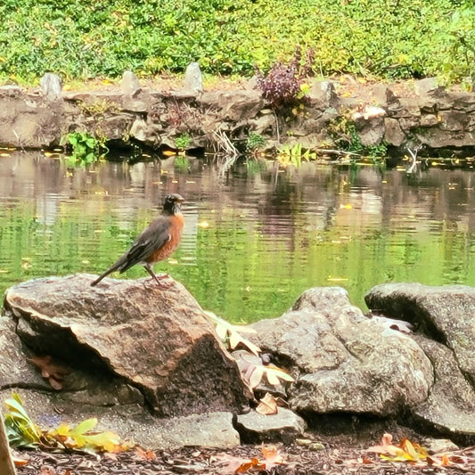 American Robin